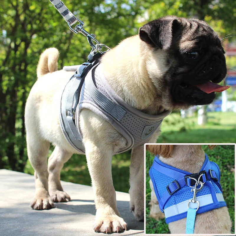 Adventure-Ready Cat Harness - PetPlayHub