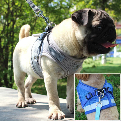 Adventure-Ready Cat Harness - PetPlayHub