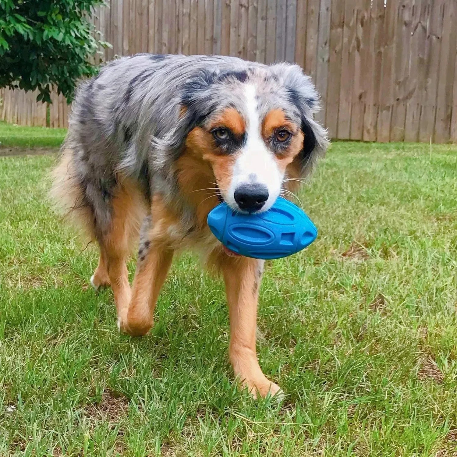 Rubber Dog Ball for Tough Chewers - PetPlayHub