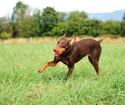 Chuckit! Ultra Ball – Durable, High-Bounce Fetch Toy for Dogs - PetPlayHub